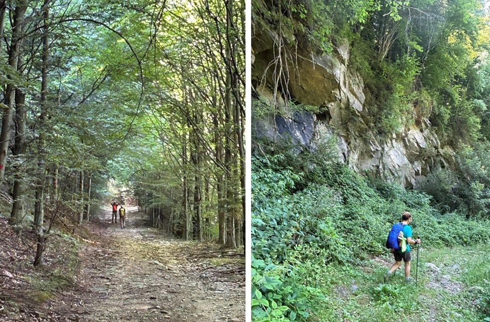 Le foreste della Transilvania [Foto: Maria Teresa Natale, CC BY NC SA]